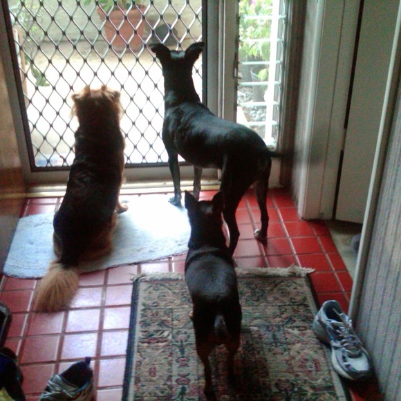 Profile Picture of Carolyn Macina (@pepsidoodles) on Poshmark