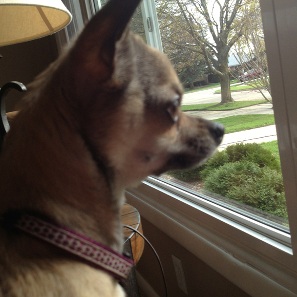 Profile Picture of Amanda Prochniak (@aeckert18) on Poshmark