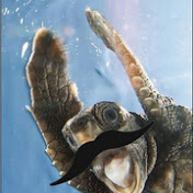 Profile Picture of Tommy Turtle (@tommyturtle8559) on Youtube