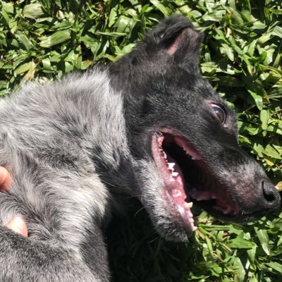 Profile Picture of Apollo (@AmandaA95424058) on Twitter