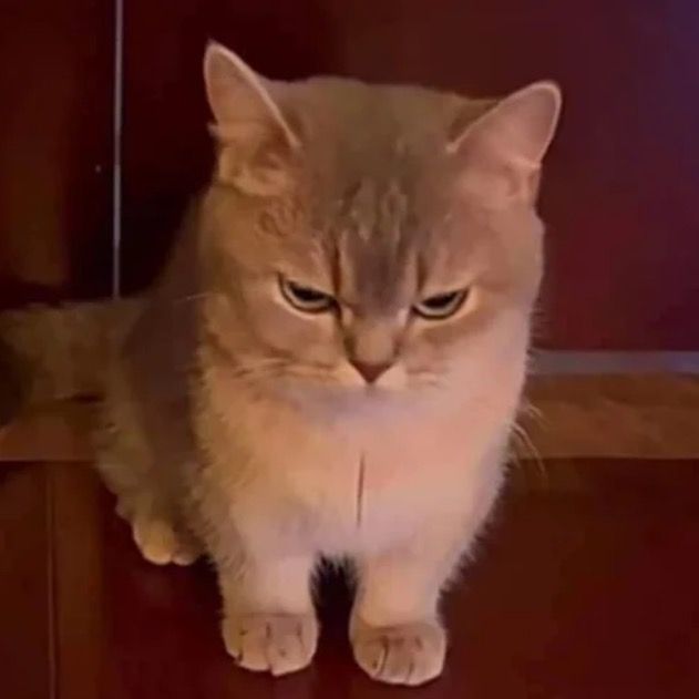 AmbermilligannX... - Tiktok Profile Picture of   AmbermilligannX... (@ambermilligan) on Tiktok