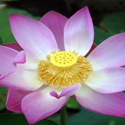 Profile Picture of Katelyn McKenzie (@kamalakshi19) on Twitter