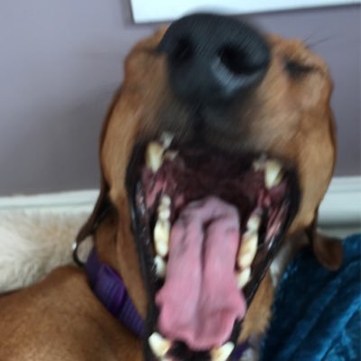 Profile Picture of Tom McCarroll (@MccarrollTom) on Twitter