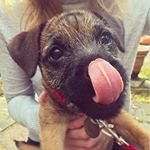 Profile Picture of Digby 🐶 (@digbydogscott) on Instagram