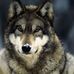 Profile Picture of Big's Wolf (@bigs.wolf) on Facebook