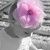 Profile Picture of Dani Whitlatch (@daniellewhitlat) on Pinterest