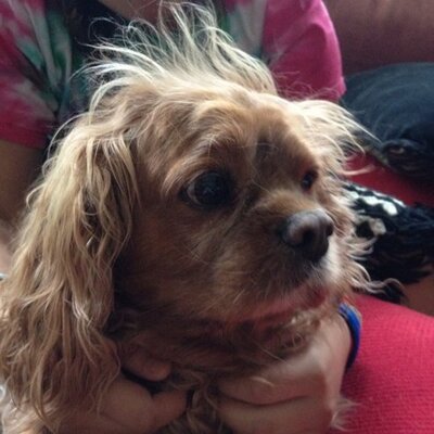 Profile Picture of Josh Finkelstein (@jfnkl) on Twitter