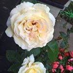 Profile Picture of Chris Whipps (@threec491) on Instagram