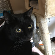 Jeanette Gibbs - Youtube Profile Picture of Jeanette Gibbs (@jeanettegibbs4108) on Youtube