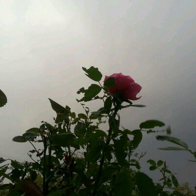 Profile Picture of عضوان الاسمري (@odwan999) on Twitter