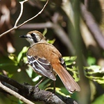 Scott Templeton - Flickr Profile Picture of Scott Templeton (@unique cape york wildlife) on Flickr