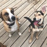 Profile Picture of J O E Y  &  H U N T E R (@joey.the.potcake) on Instagram