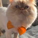 Profile Picture of Christopher Ohanian (@chrisx2687) on Instagram