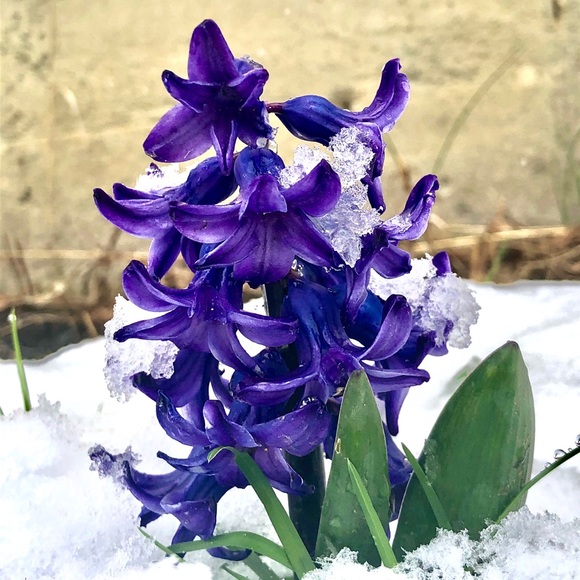 Profile Picture of Ana Gilbertson (@annagil12) on Poshmark