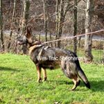 Profile Picture of Tracy Clapper (@wes_tracshepherds) on Instagram