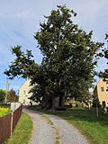 Profile Picture of Schmorsdorf lime treeon Wikipedia