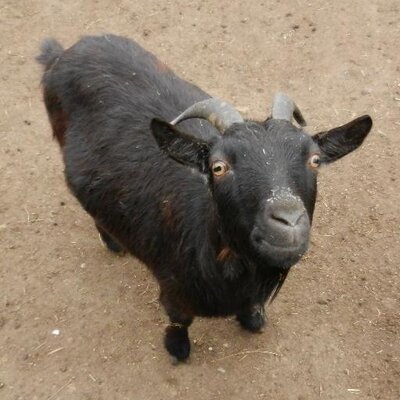 Christian Nawroth - Twitter Profile Picture of Christian Nawroth (@@GoatsThatStare) on Twitter