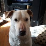 Profile Picture of Ron Nadeau (@rnadeau6299) on Instagram