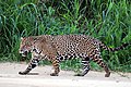 Profile Picture of South American jaguar - Wikipediaon Wikipedia