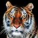 Profile Picture of Joanna Perz (@asica0075) on Pinterest