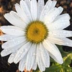 Profile Picture of Laurie Ann Carney (@laurieanncarney) on Instagram