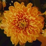 Profile Picture of Dee (@deemccormack22) on Instagram