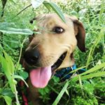 Profile Picture of Victor (@victor.rhodesian) on Instagram