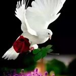 Profile Picture of Saiful Molla (@saiful_.molla) on Instagram