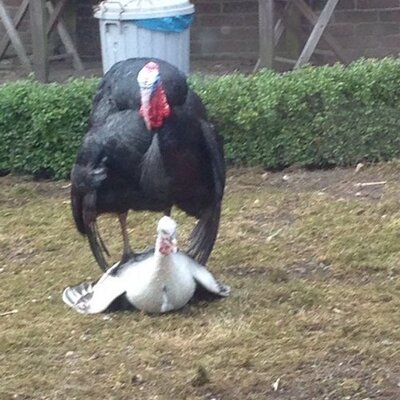 Profile Picture of Joe Van Bommel (@BommelJoe) on Twitter