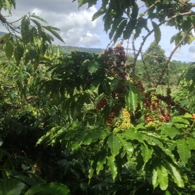 Profile Picture of Tran Van Tan (@TanTrantan) on Twitter