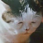 Profile Picture of ˚✧₊⁎❝᷀ົཽ≀ˍ̮ ❝᷀ົཽ⁎⁺˳✧༚ (@_chiuwu) on Instagram