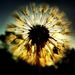 Profile Picture of Amber Schenk (@a17252) on Pinterest