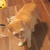 Profile Picture of thomasneupert8 (@thomasneupert8) on Tiktok