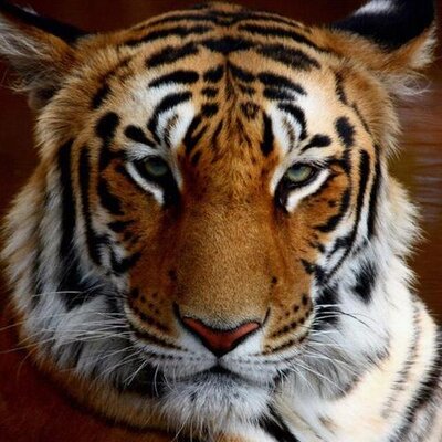 Profile Picture of Mike Hennigan (@cajungypsydude) on Twitter