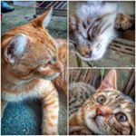 Profile Picture of mishix3 (@nashalyjaredclarke) on Instagram