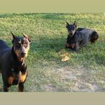 Profile Picture of Donald David Campanella (@sonnyve) on Instagram