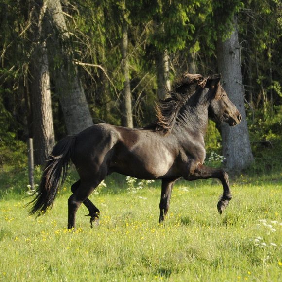 Profile Picture of Rozitha Almgren (@rozithaalmgren) on Poshmark