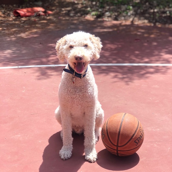 Profile Picture of Clara Diniz (@claradiniz23) on Poshmark