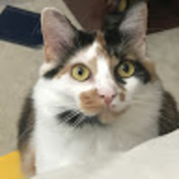 Profile Picture of Chase Nelson (@chasenelson347) on Poshmark