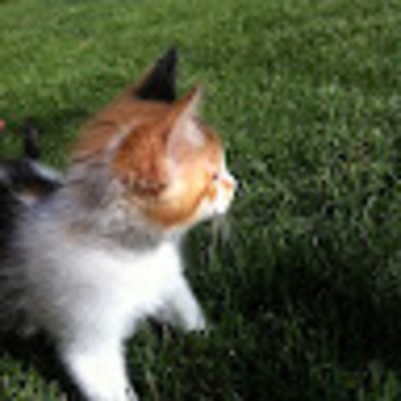 Profile Picture of Andrea Nelson (@andreanelson844) on Poshmark