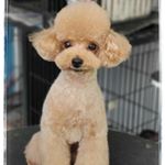 Profile Picture of Bryan 🐩 (@bryan.lara.fashion) on Instagram