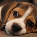 Profile Picture of Toby Franklin (@the.beagleboy) on Instagram