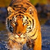 Isabel Alcaraz - Quora Profile Picture of Isabel Alcaraz (@isabel-alcaraz-1) on Quora