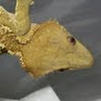 Profile Picture of Colin Baden Kester (@colin-baden-kester) on Quora