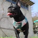 Profile Picture of 𝕂𝕣𝕖𝕒𝕥𝕚𝕧𝕖𝕣 ℍ𝕦𝕟𝕕𝕖𝕓𝕝𝕠𝕘 𝕧𝕠𝕟 𝕂𝕒𝕣𝕝𝕚 (@karli.koko) on Instagram