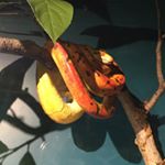 Profile Picture of Killian Weston (@killian_weston) on Instagram