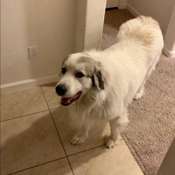 Profile Picture of Nathan Constantine (@natecon_) on Poshmark