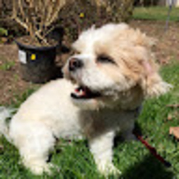 Profile Picture of Miranda Yu (@mwy9) on Poshmark