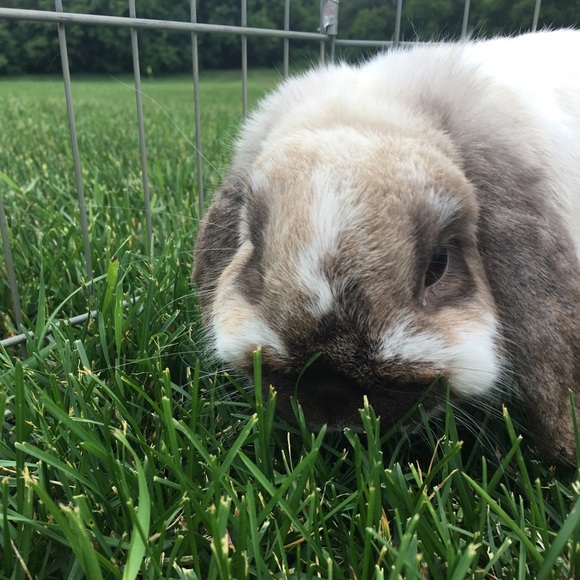 Profile Picture of Grace Goertzen (@graceg7290) on Poshmark