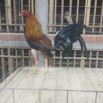 Profile Picture of Tony Ludeña (@tonyludena) on Instagram